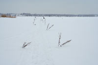 Такими вешками отмечена тропа по льду Сиверского озера